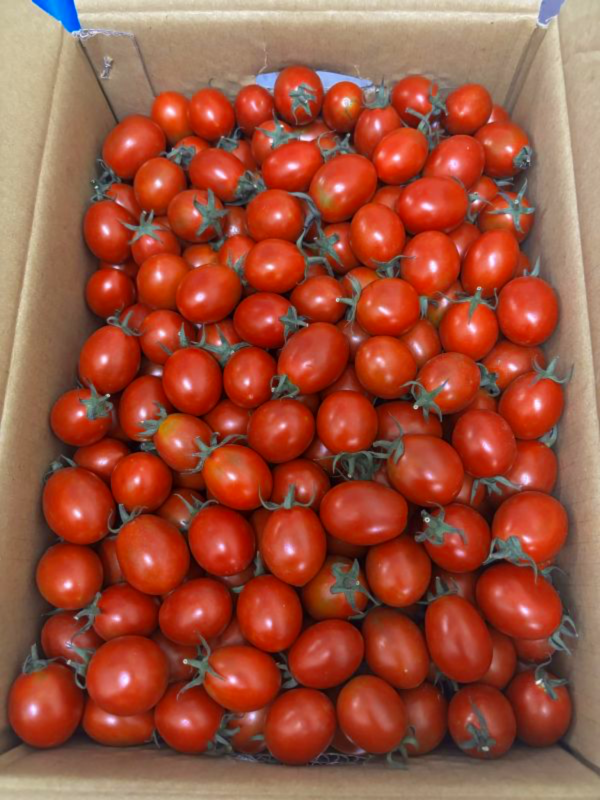 高雄阿蓮聖女小蕃茄 非玉女品種 