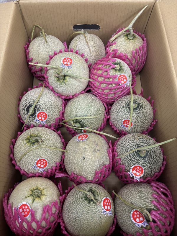 台南學甲香華綠肉哈密瓜 甜好吃！放到微軟甜度更高 