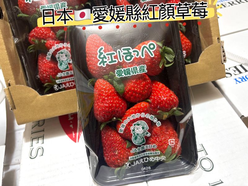 日本愛媛縣 紅ほっぺ 紅顏草莓 