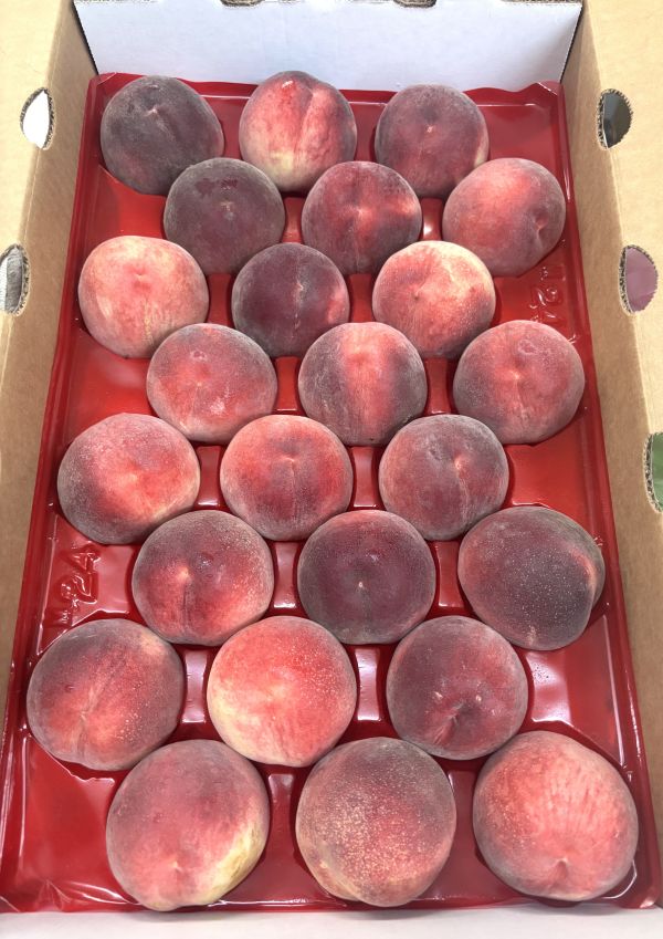 美國空運大品牌誼馨園桃仙子水蜜桃 早公主品種 品質穩定 放到微軟甜度更高 吃軟吃硬都可以 
