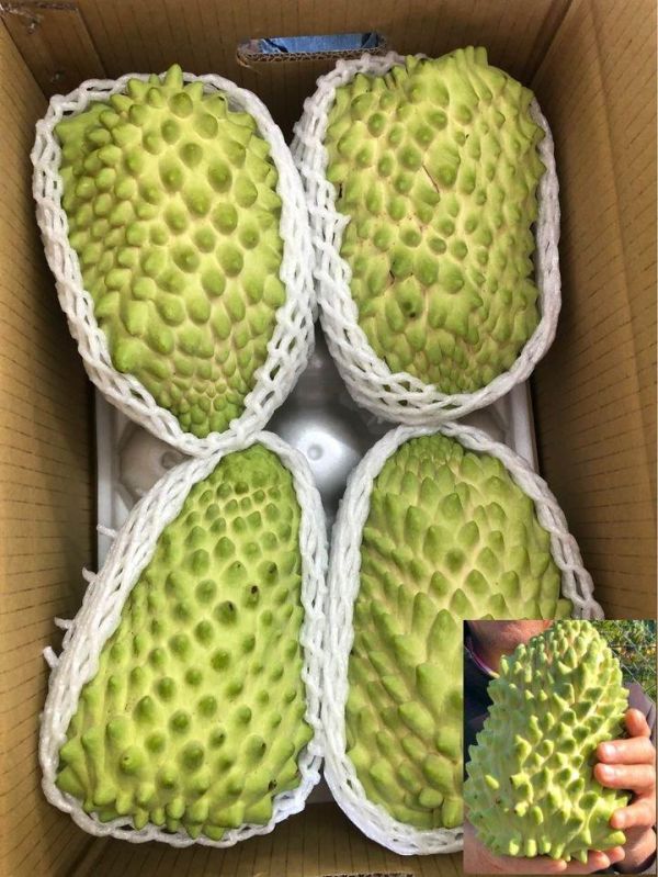 台東精選榴槤釋迦 口感香甜Q嫩 螞蟻人必買！大果規格 鳳梨釋迦升級版 