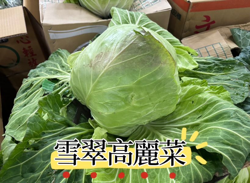 冬季限定 精選高山雪翠高麗菜 大顆規格 
