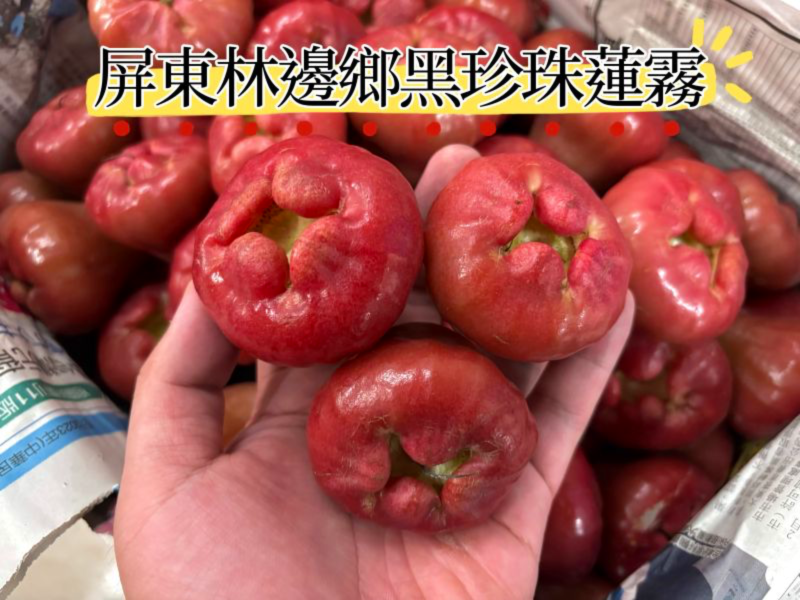 屏東林邊精品黑珍珠蓮霧 脆甜口感水分飽滿 鹽水地種植甜度更高！ 