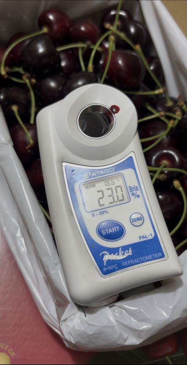 紐西蘭精選空運小農品牌Sarita櫻桃 超級好吃品種Kordia 硬脆甜口感 實測甜度23度以上！ 