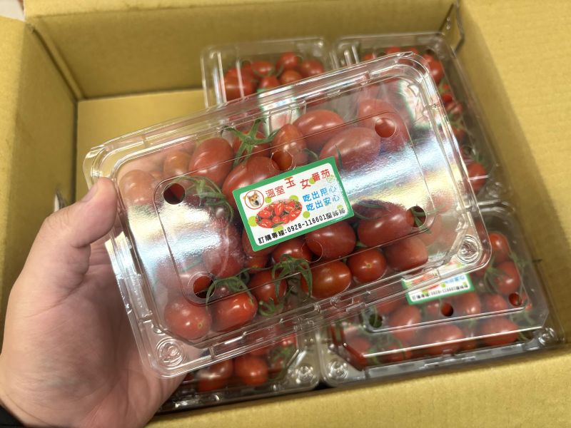 嘉義太保鄉溫室玉女小蕃茄 皮薄甜好吃 