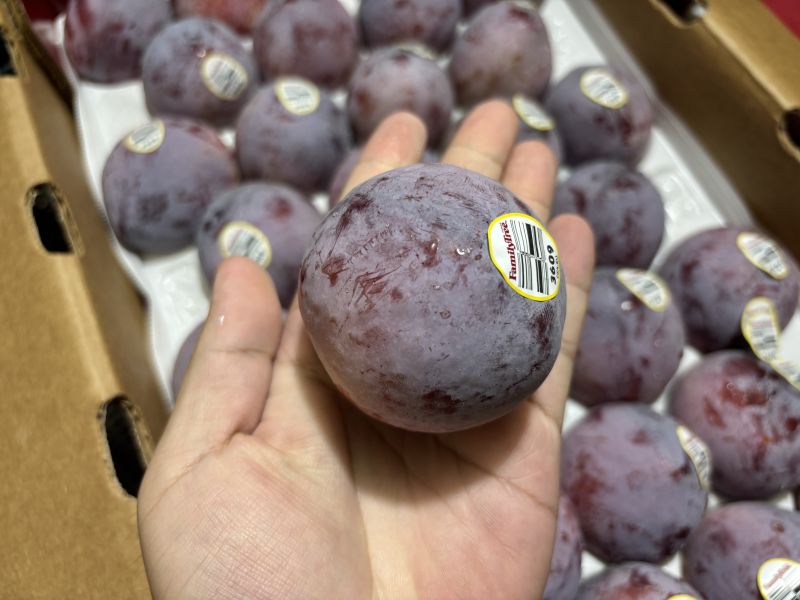 加州鴕鳥蛋蜜李 甜好吃不酸！脆甜口感 