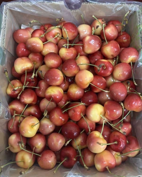 精選智利空運頂級《草莓白櫻桃》SkylarRae 全糖款0酸氣2J規格中大果 甜到要配水超好吃！超美焦糖色澤 