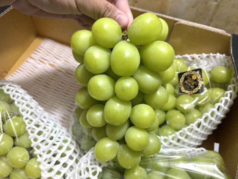韓國陽光麝香葡萄 五串裝大重量規格 CP值超高 