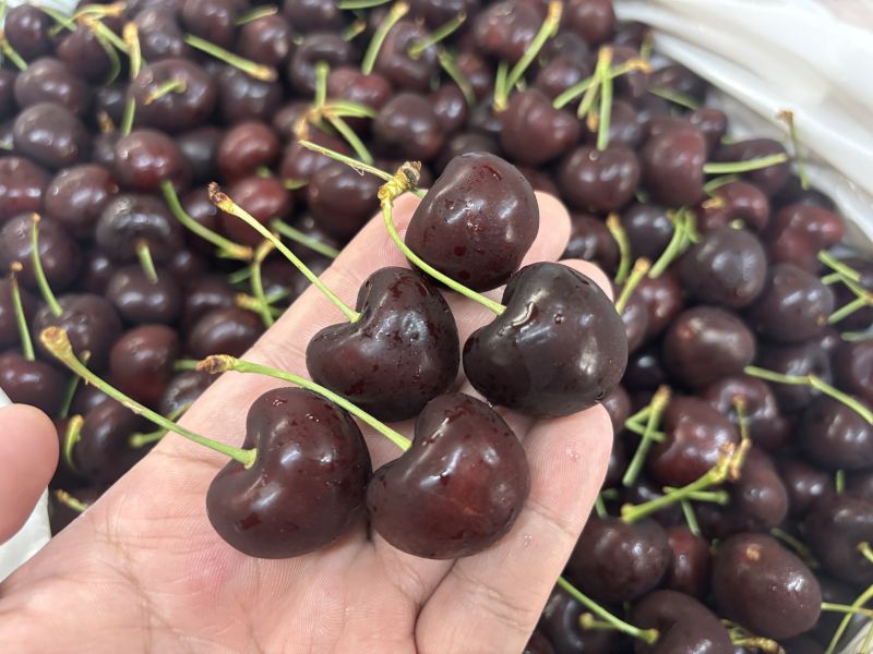 美國華盛頓空運櫻桃 Santina品種 口感硬 甜度很不錯櫻桃味道濃厚好吃 9.5R規格 