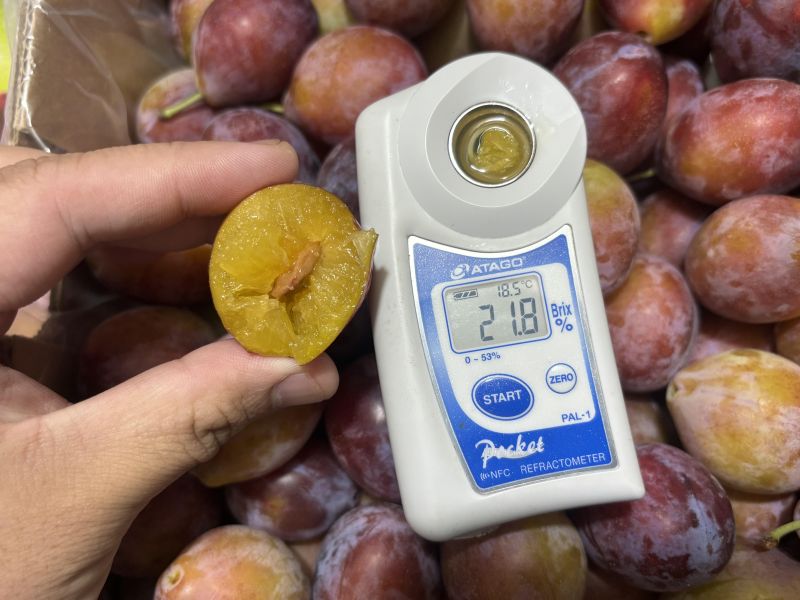 智利精選蜜棗李 直接吃就甜 越軟甜度越高 