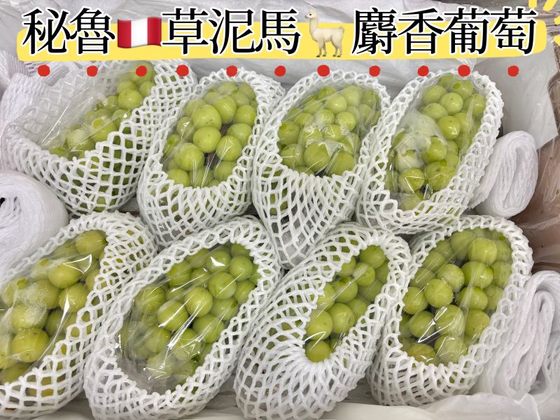秘魯草泥馬麝香葡萄 硬甜好吃 