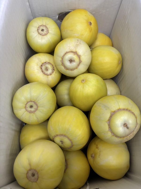 溫室美濃香瓜 微微軟即可食用 甜好吃 