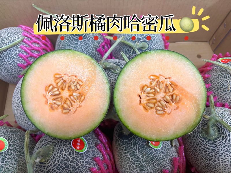 台南將軍鄉特殊品種佩洛斯哈密瓜 脆甜口感 直接吃就好吃 實測甜度約15度 