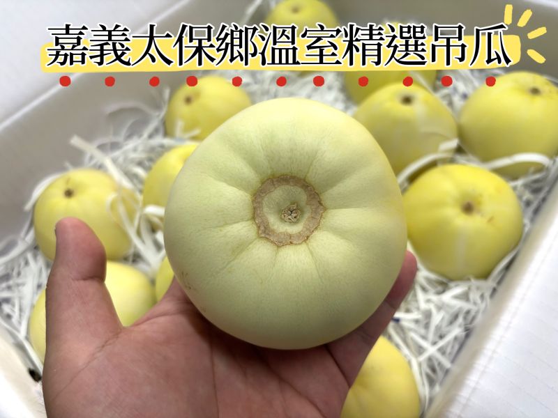 嘉義太保鄉精品溫室吊香瓜 肉質細緻 一株一果栽種方式 