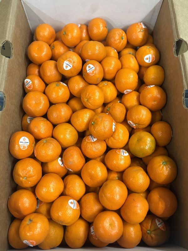 美國無籽砂糖橘 甜好吃酸氣很低 水分飽滿 