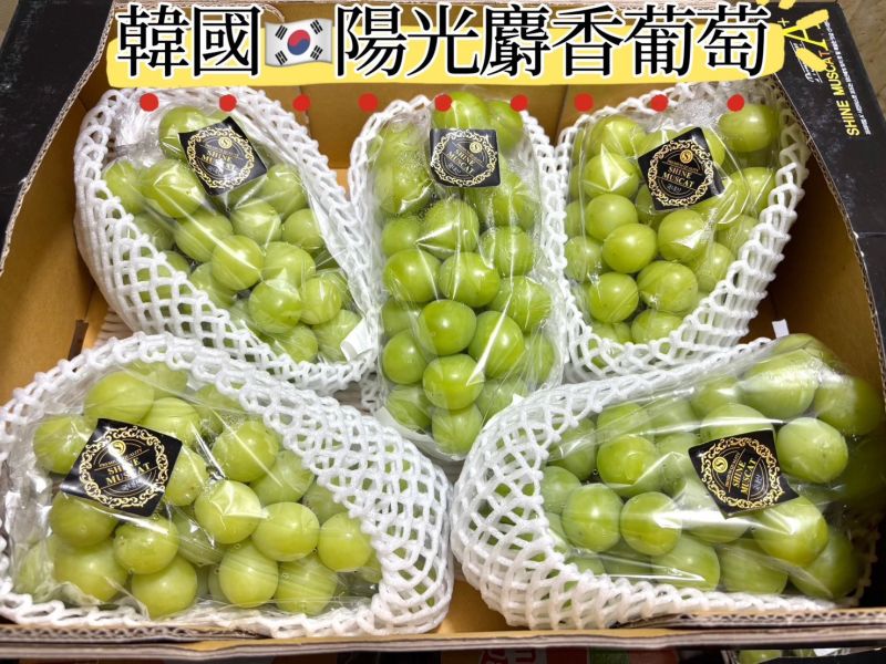韓國陽光麝香葡萄 五串裝大重量規格 CP值超高 