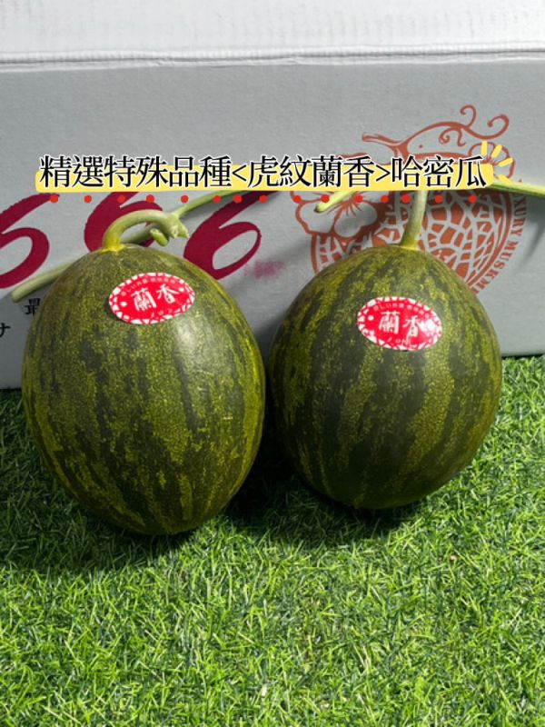 <品質保證超級甜>螞蟻人必買！台南後壁精選特殊品種虎紋蘭香白肉哈密瓜 甜度高很好吃 