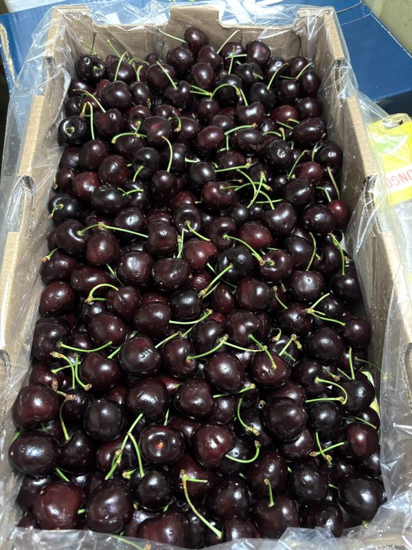 智利空運櫻桃3JD大果規格Santina品種 50元硬幣大小 口感硬甜度高！實測甜度20度以上 