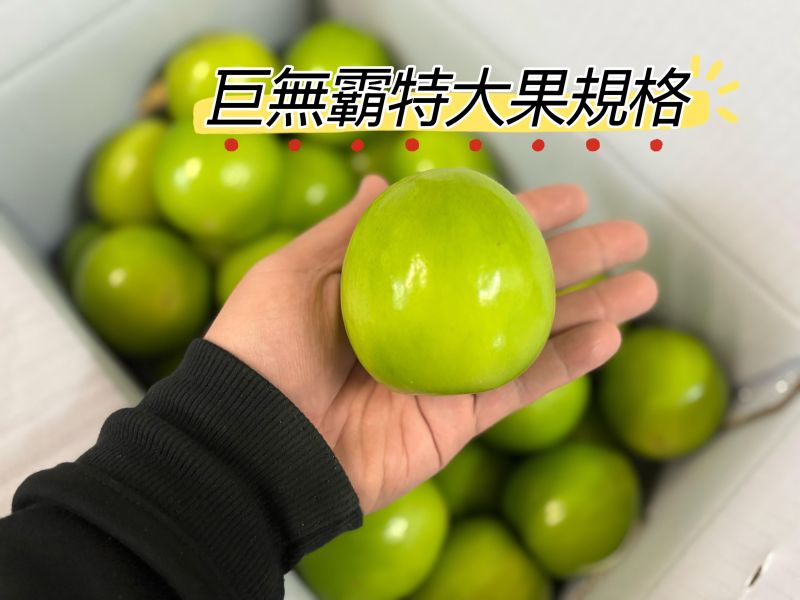精選高雄阿蓮珍蜜品種蜜棗 細緻口感！ 