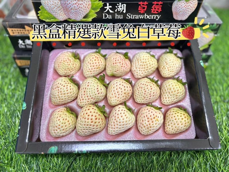 大湖精選 特殊品種 雪兔白草莓 口感細緻淡淡香氣好吃 