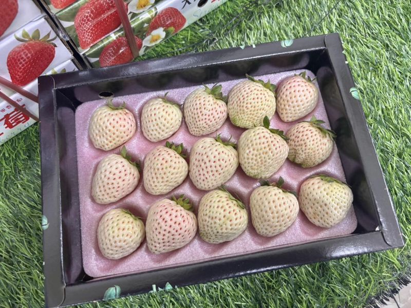 大湖精選 特殊品種 雪兔白草莓 口感細緻淡淡香氣好吃 