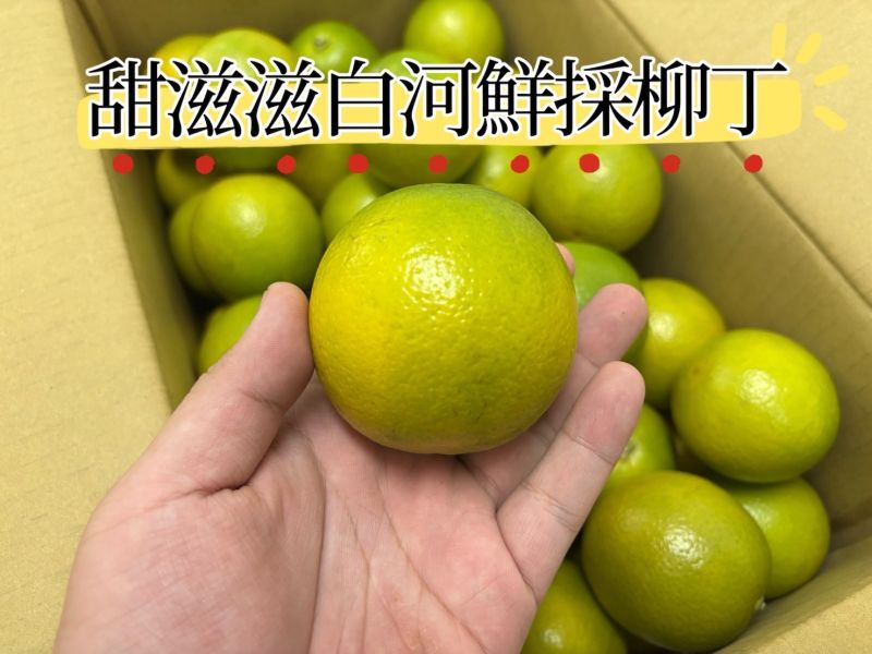台南白河鮮採柳丁 甜好吃0酸氣 保證不用藥催熟 