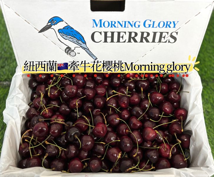 空運到貨！櫻桃界的愛馬仕 紐西蘭《牽牛花》櫻桃 26-28mm規格 