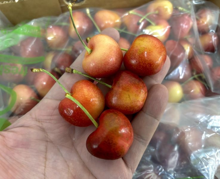 精選智利空運頂級《草莓白櫻桃》SkylarRae 全糖款0酸氣2J規格中大果 甜到要配水超好吃！超美焦糖色澤 