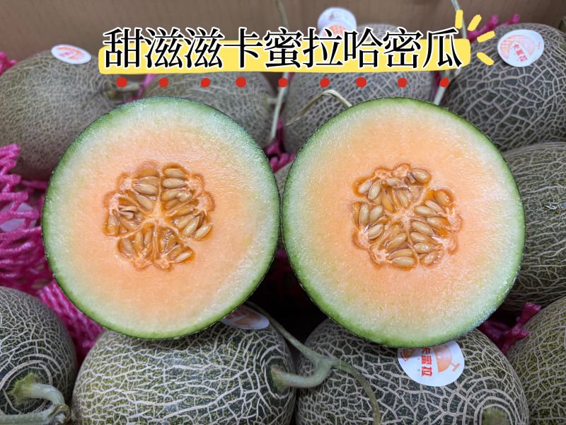台南將軍鄉精選橘肉卡蜜拉哈密瓜  入口有奶香味 脆脆甜甜口感 