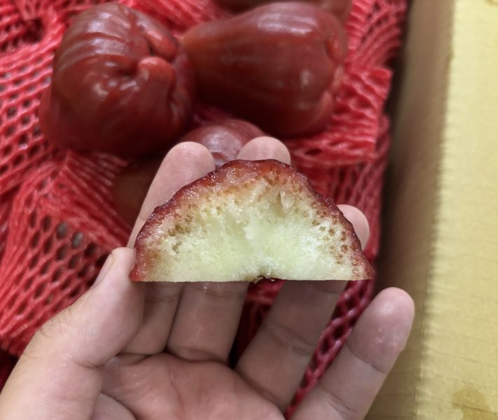 高雄六龜精品等級黑糖芭比蓮霧 脆口甜好吃 水分飽滿 精選大果規格 