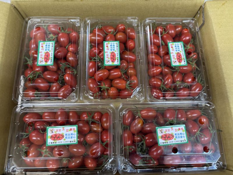 嘉義太保鄉溫室玉女小蕃茄 皮薄甜好吃 
