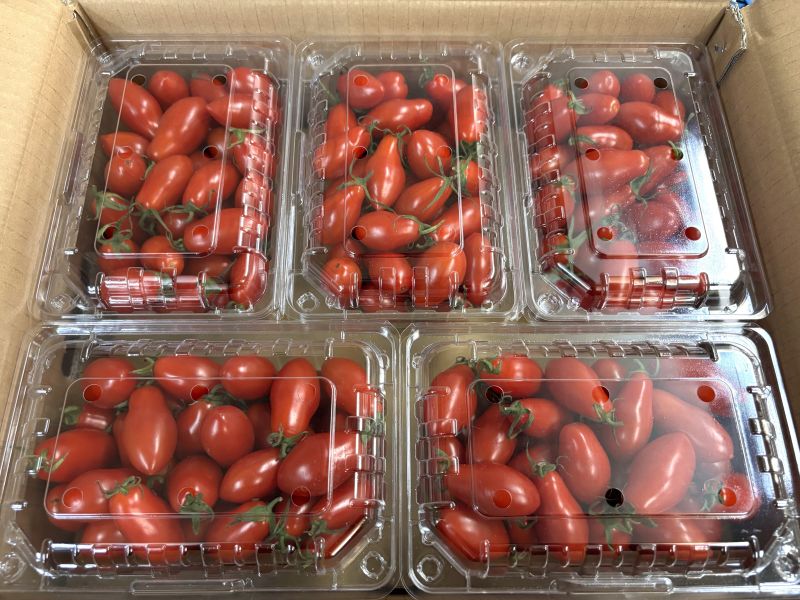 嘉義太保鄉 溫室玉女小蕃茄 皮薄甜度高！大果規格 