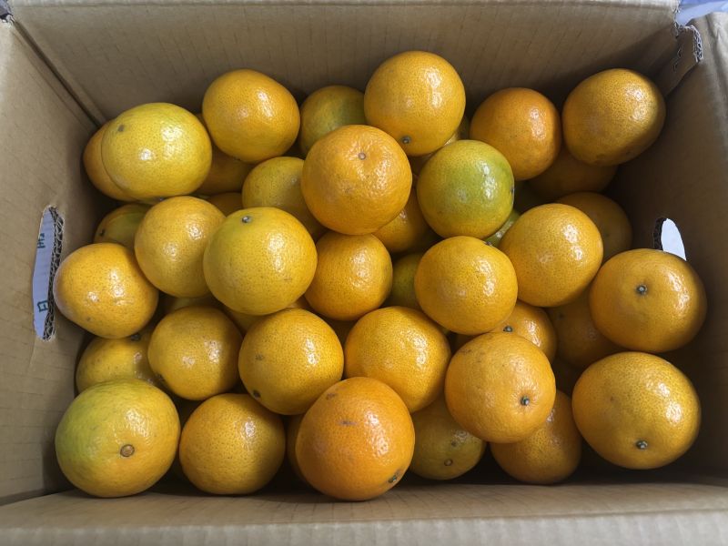 台中東勢精選超強品種 季節限定<帝王柑> 實測甜度15度很好吃 完全0酸氣 水分很飽滿 