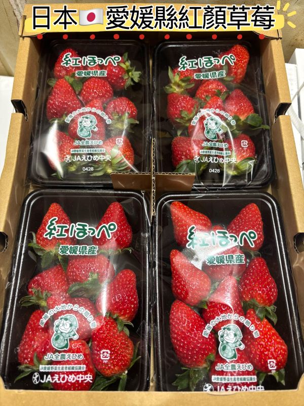 日本愛媛縣 紅ほっぺ 紅顏草莓 