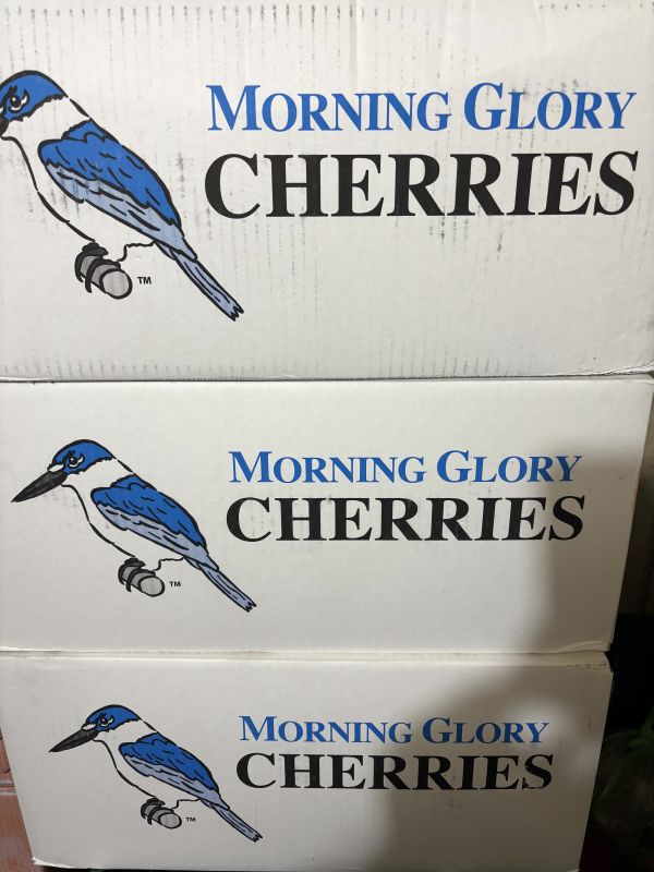 空運到貨！櫻桃界的愛馬仕 紐西蘭《牽牛花》櫻桃 26-28mm規格 