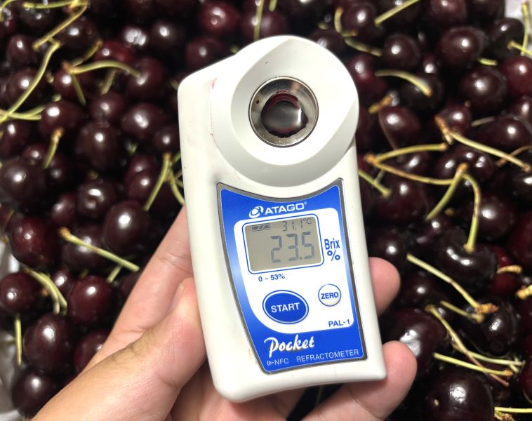 華盛頓空運海鷹SeaHawk櫻桃 Skeena品種硬甜老好吃！實色甜度23度 9.5R規格 