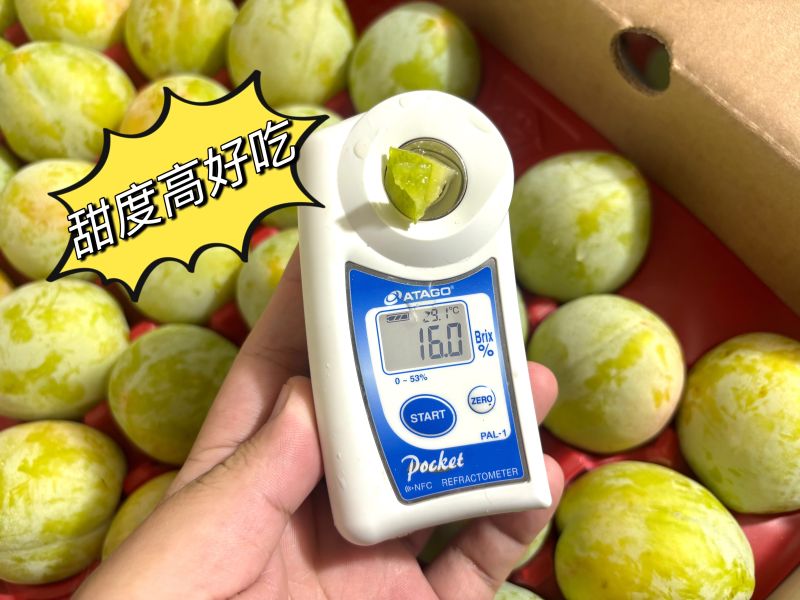 加州空運恐龍蛋 甜度高好吃 脆甜口感！ 