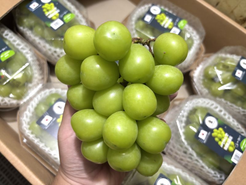 韓國陽光麝香葡萄 精選大果粒！清甜Q嫩口感 