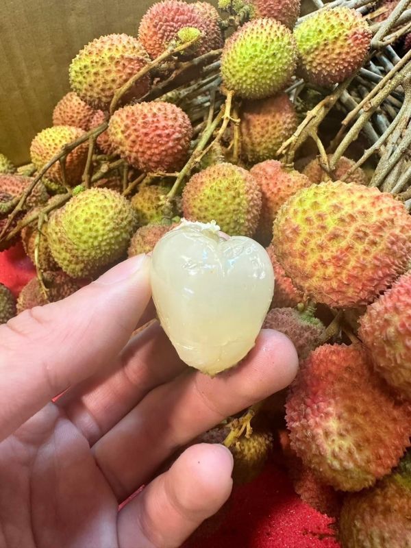 高雄大樹精選玉荷包荔枝 甜度很高0酸氣籽小 實測20度以上高水準 