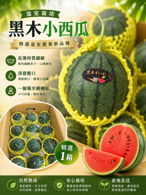 溫室栽培精緻農業 特殊品種黑木西瓜 皮薄肉細緻甜度高 
