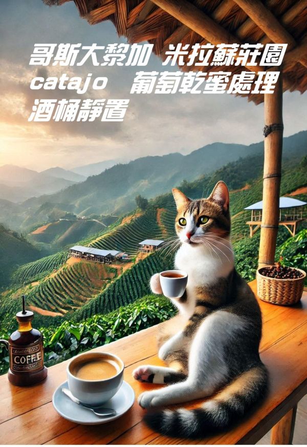 【生咖啡豆】哥斯大黎加 米拉蘇莊園 Catajo 酒桶靜置 葡萄乾蜜處理 咖啡豆 生豆 【生咖啡豆】哥斯大黎加 米拉蘇莊園 Catajo 酒桶靜置 葡萄乾蜜處理 咖啡豆 生豆