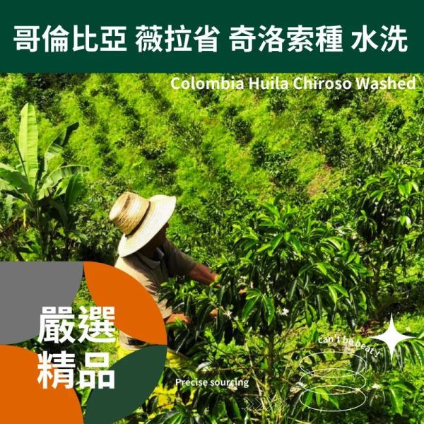 【生咖啡豆】哥倫比亞 薇拉省 奇洛索種 水洗 【生咖啡豆】哥倫比亞 薇拉省 奇洛索種 水洗