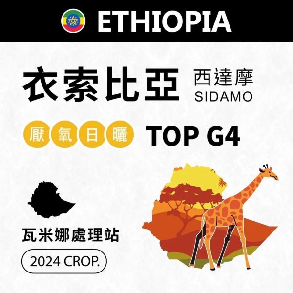 【生咖啡豆】衣索比亞 西達摩 瓦米娜處理廠 G4 厭氧日曬 生豆 咖啡豆 【生咖啡豆】衣索比亞 西達摩 瓦米娜處理廠 G4 厭氧日曬 生豆 咖啡豆
