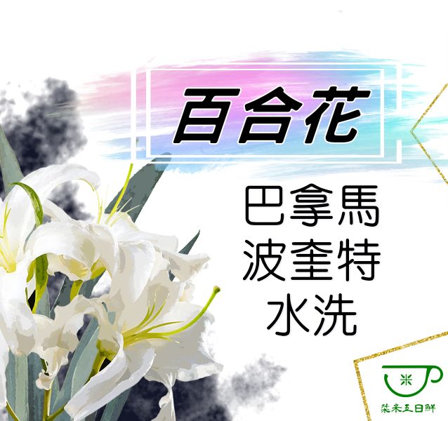 【生咖啡豆】巴拿馬 波奎特 百合花 水洗 / 日曬 生豆 巴拿馬 波奎特 百合花 水洗