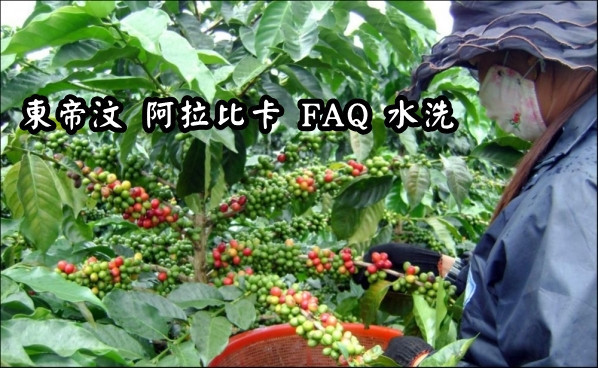 【生咖啡豆】東帝汶 阿拉比卡 FAQ 水洗 咖啡豆 生豆 【生咖啡豆】東帝汶 阿拉比卡 FAQ 水洗 咖啡豆 生豆