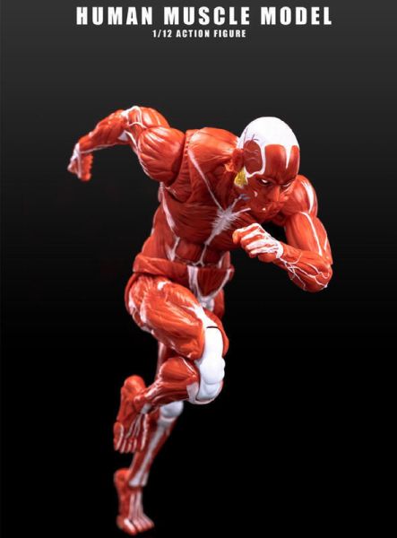 玩具聯合國 預購免訂金 Human Muscle Model 玩朝玩具 1/12 肌肉人 紅色 灰色 巨人 