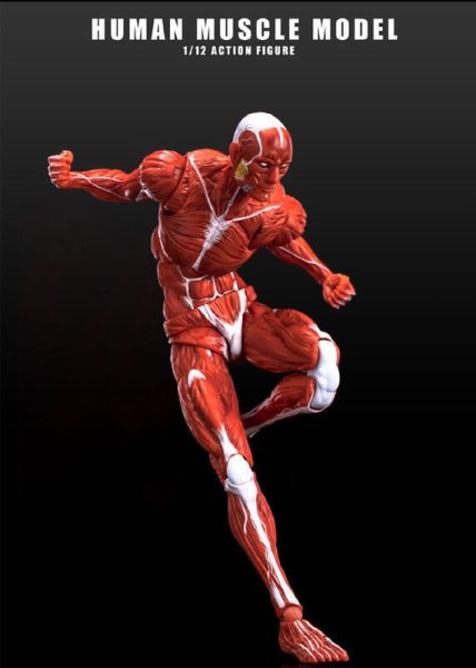 玩具聯合國 預購免訂金 Human Muscle Model 玩朝玩具 1/12 肌肉人 紅色 灰色 巨人 