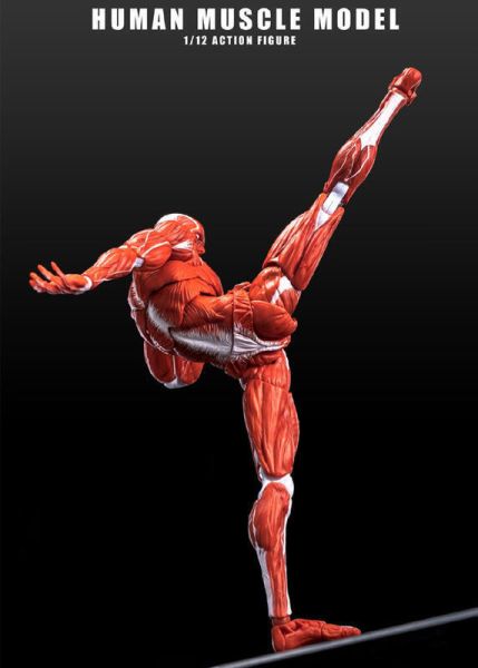 玩具聯合國 預購免訂金 Human Muscle Model 玩朝玩具 1/12 肌肉人 紅色 灰色 巨人 