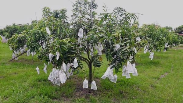 免運|金蜜芒果|彰化埔心 