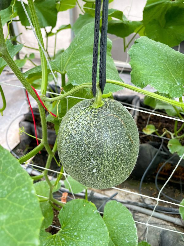 免運 | 卡蜜拉哈密瓜2台斤 (溫室) 